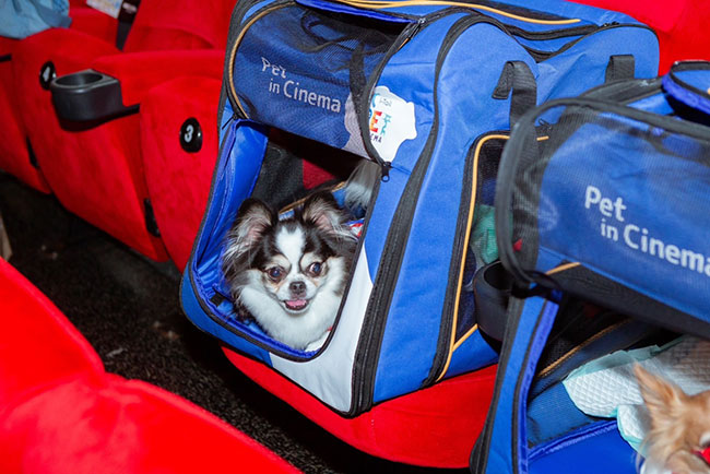 A small dog lies inside of a blue pet carrier.